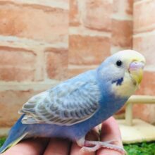 甘えん坊セキセイちゃん💗🌈　セキセイインコ（レインボー系）