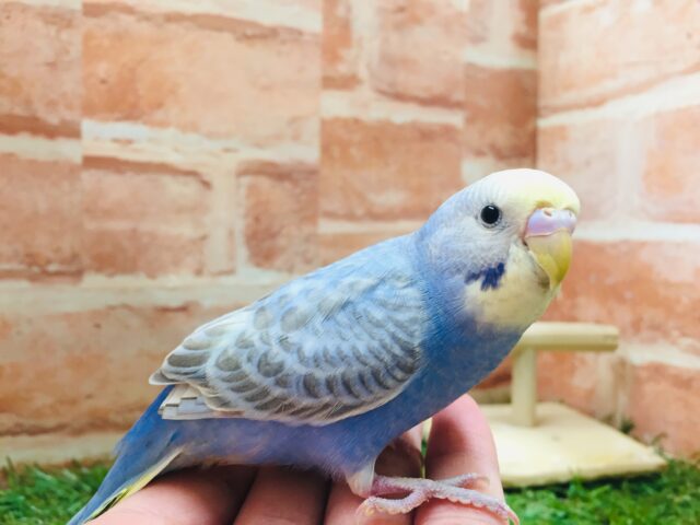 甘えん坊セキセイちゃん💗🌈 セキセイインコ(レインボー系) セキセイインコ