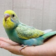 最新画像有りますよ✨グレーの縁どりオシャレでしょ✨オシャレ上級者のセキセイインコ（パステルカラーレインボー）💫