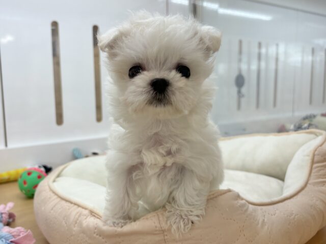 チワマル（マルチワ）