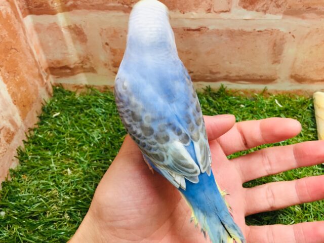 甘えん坊セキセイちゃん💗🌈 セキセイインコ(レインボー系) セキセイインコ