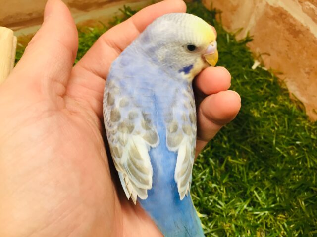 甘えん坊セキセイちゃん💗🌈 セキセイインコ(レインボー系) セキセイインコ