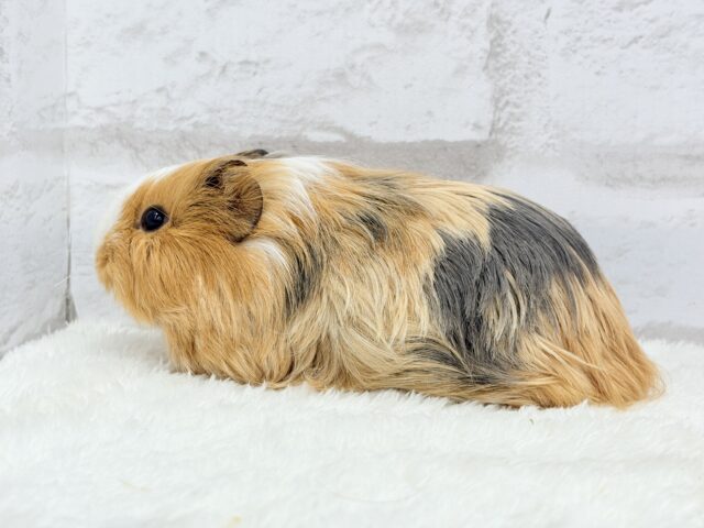 シェルティモルモット