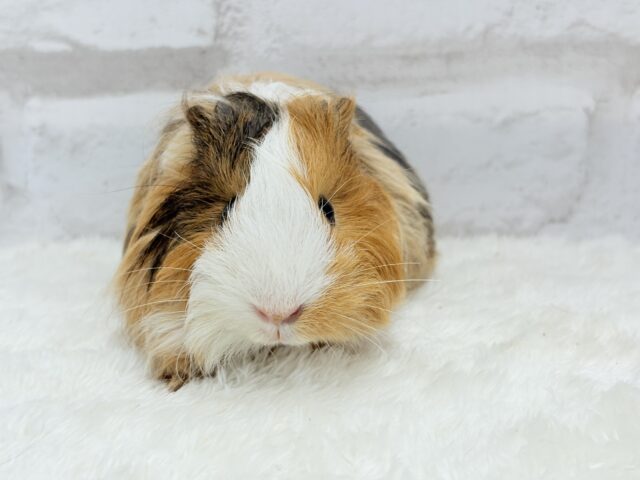 シェルティモルモット