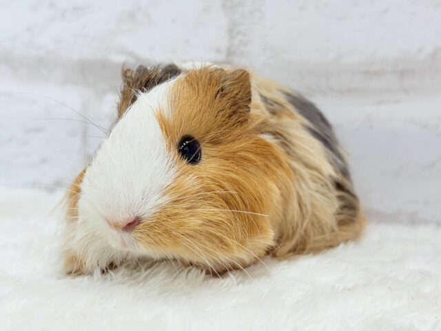 シェルティモルモット