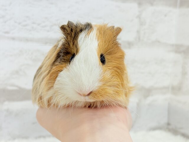 シェルティモルモット