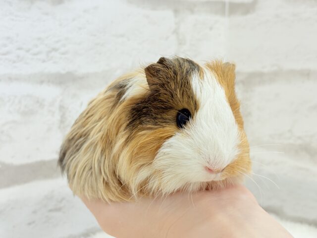 シェルティモルモット