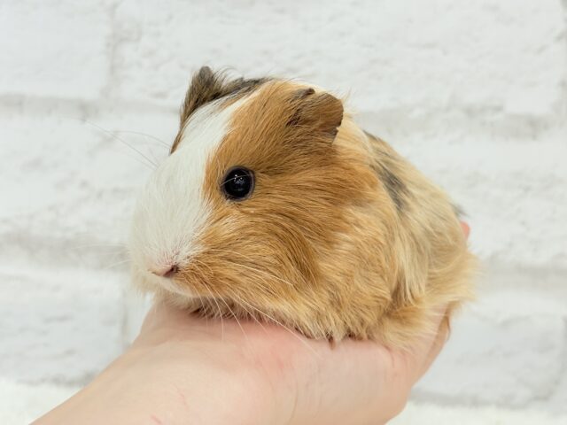 シェルティモルモット