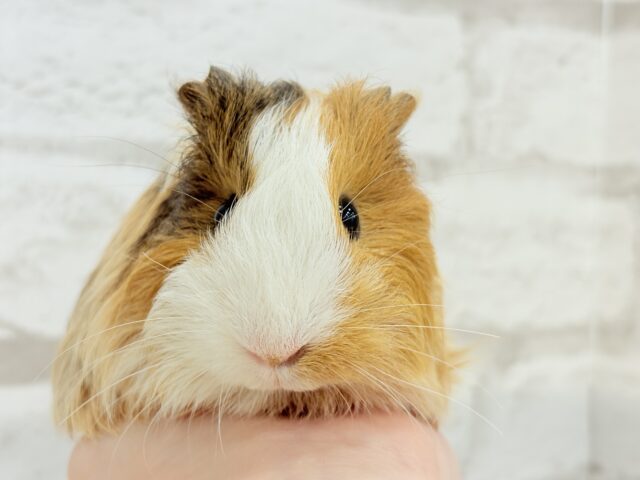 シェルティモルモット