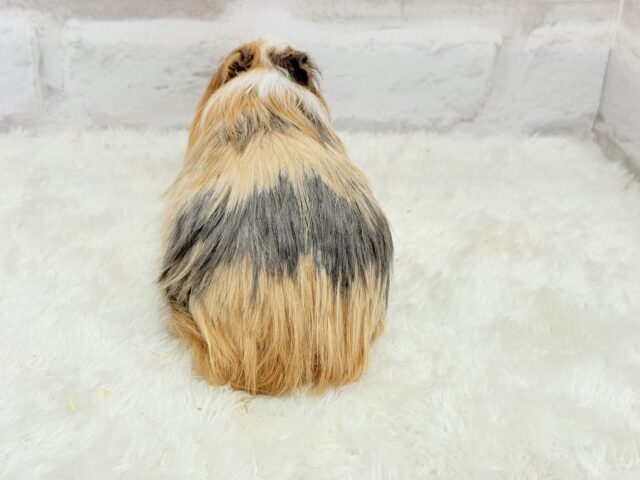 シェルティモルモット