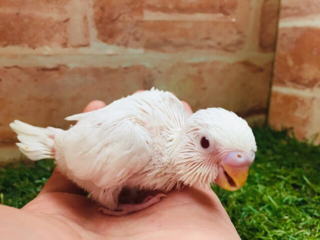 真っ白ボディが魅力的✨✨✨ セキセイインコ(アルビノ) セキセイインコ