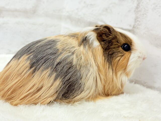 シェルティモルモット