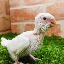 真っ白ボディが魅力的✨✨✨　セキセイインコ（アルビノ）