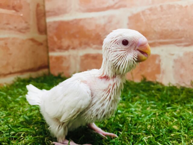 真っ白ボディが魅力的✨✨✨ セキセイインコ(アルビノ) セキセイインコ