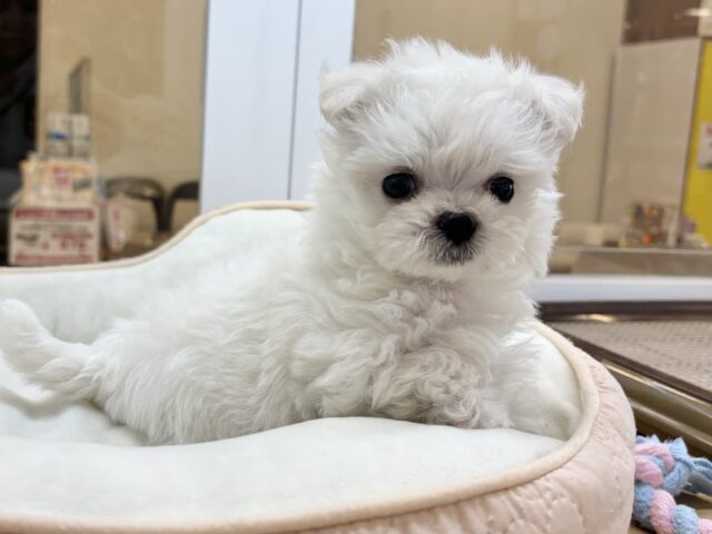 チワマル（マルチワ）