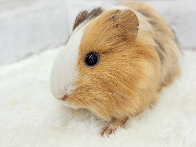 シェルティモルモット