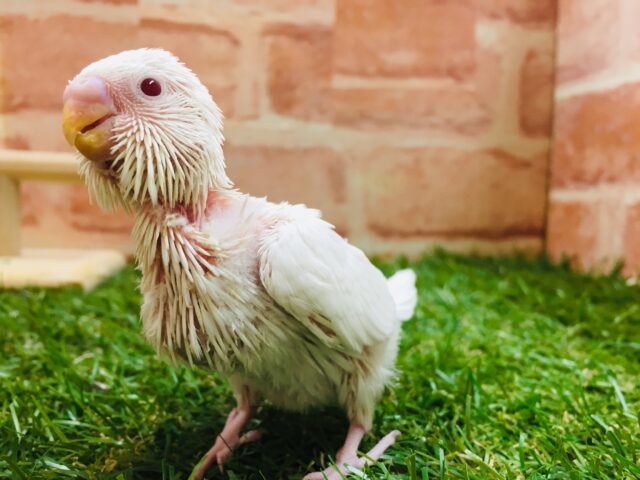 真っ白ボディが魅力的✨✨✨ セキセイインコ(アルビノ) セキセイインコ