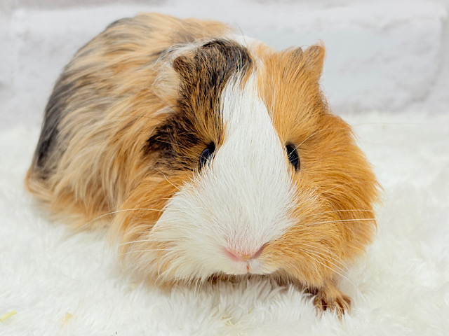 可愛すぎてる…💖サラツヤヘアー🐹🌿シェルティモルモット(女の子)