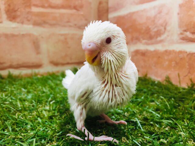 真っ白ボディが魅力的✨✨✨ セキセイインコ(アルビノ) セキセイインコ