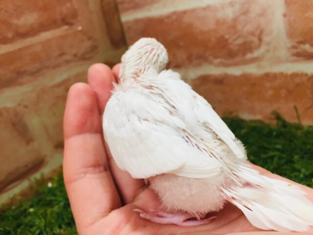 真っ白ボディが魅力的✨✨✨ セキセイインコ(アルビノ) セキセイインコ