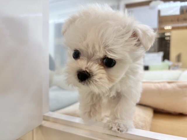 チワマル（マルチワ）