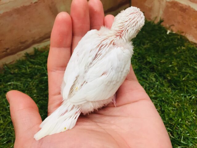 真っ白ボディが魅力的✨✨✨ セキセイインコ(アルビノ) セキセイインコ