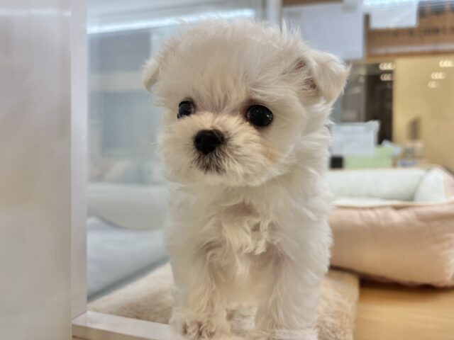 チワマル（マルチワ）