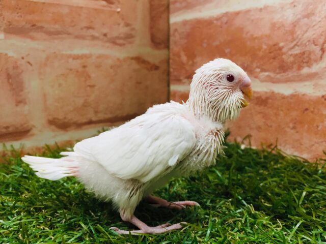 真っ白ボディが魅力的✨✨✨ セキセイインコ(アルビノ) セキセイインコ