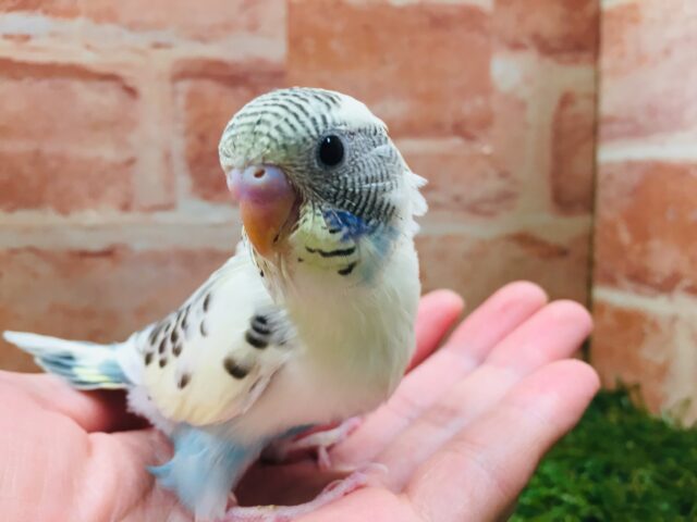 🌈🌈セキセイインコ(四色ハルクイン)🌈🌈 セキセイインコ