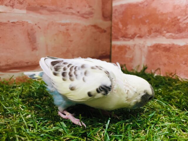 🌈🌈セキセイインコ(四色ハルクイン)🌈🌈 セキセイインコ