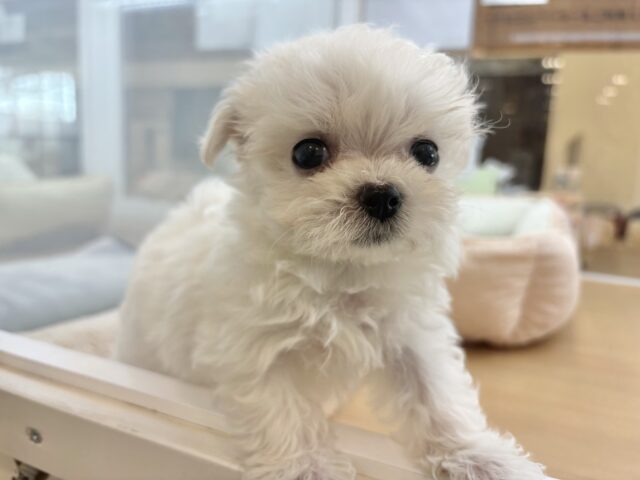 チワマル（マルチワ）