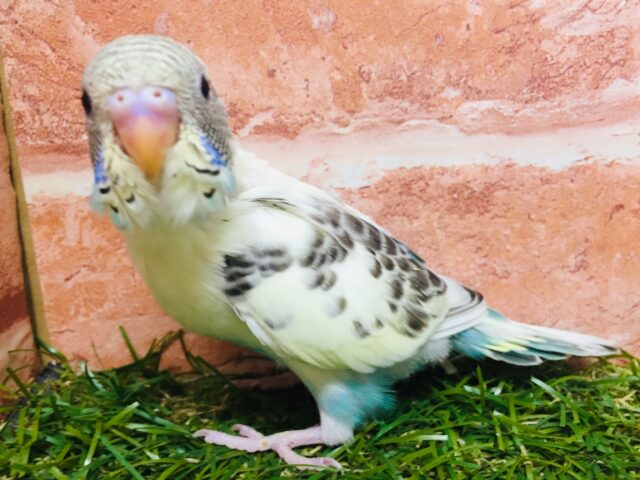🌈🌈セキセイインコ(四色ハルクイン)🌈🌈 セキセイインコ