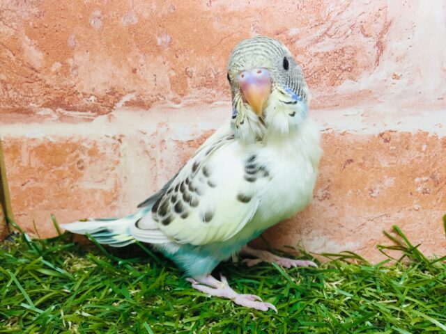 🌈🌈セキセイインコ(四色ハルクイン)🌈🌈 セキセイインコ