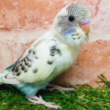 🌈🌈セキセイインコ（四色ハルクイン）🌈🌈