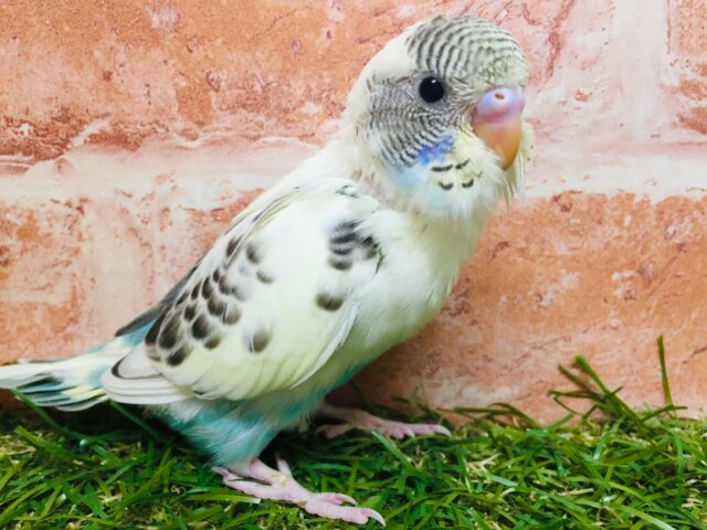 🌈🌈セキセイインコ(四色ハルクイン)🌈🌈 セキセイインコ