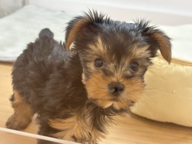 ヨークシャテリア