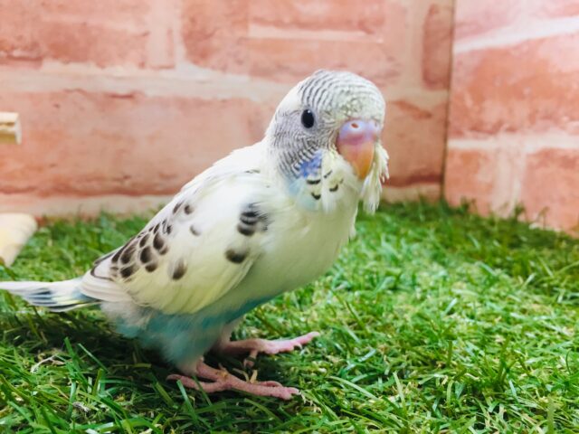 🌈🌈セキセイインコ(四色ハルクイン)🌈🌈 セキセイインコ