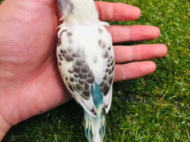🌈🌈セキセイインコ(四色ハルクイン)🌈🌈 セキセイインコ
