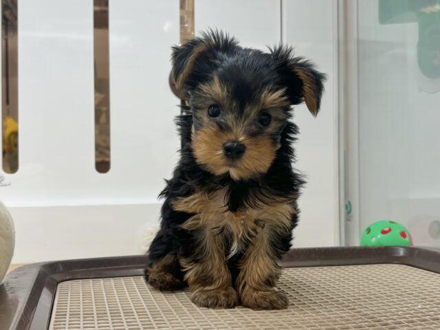 ヨークシャテリア