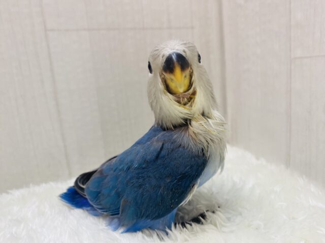 コザクラインコ（小桜インコ）