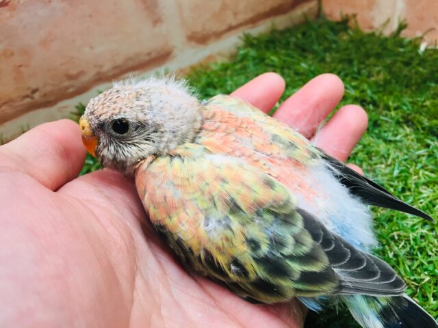 久々にアキクサインコさんがやってきましたよ~🎵💗 (ローズ) アキクサインコ(秋草インコ)