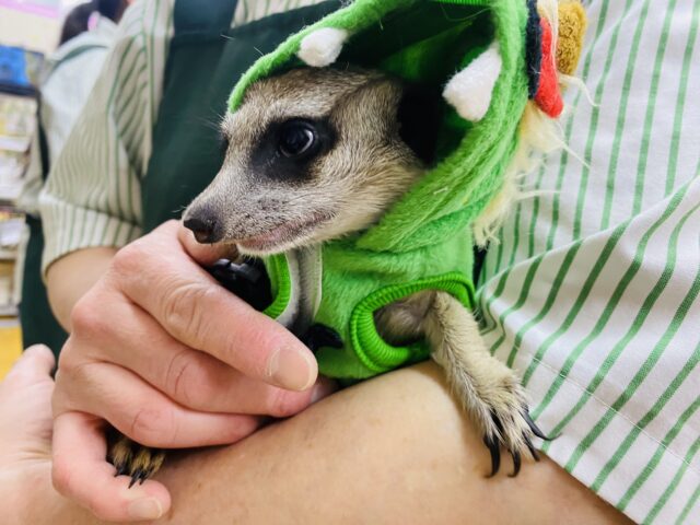 ミーアキャット