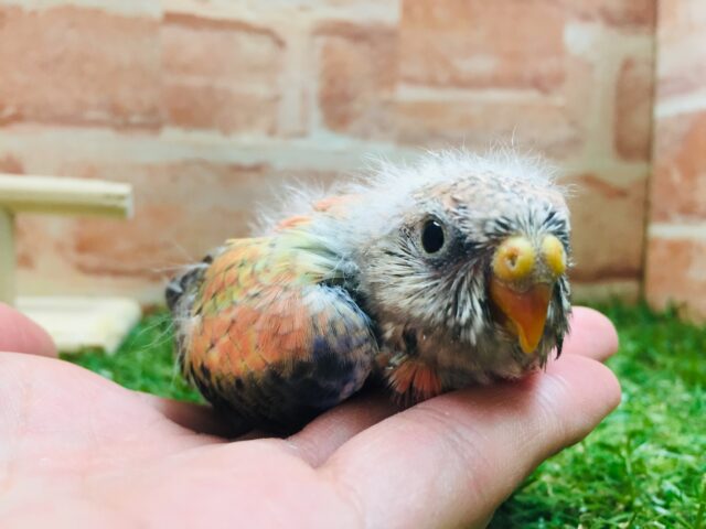 久々にアキクサインコさんがやってきましたよ~🎵💗 (ローズ) アキクサインコ(秋草インコ)