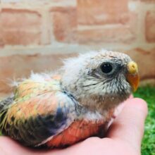 久々にアキクサインコさんがやってきましたよ～🎵💗　（ローズ）