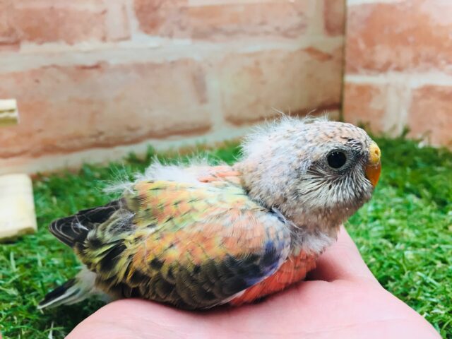 久々にアキクサインコさんがやってきましたよ~🎵💗 (ローズ) アキクサインコ(秋草インコ)