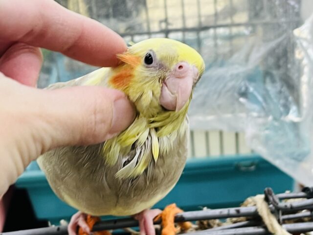 オカメインコ