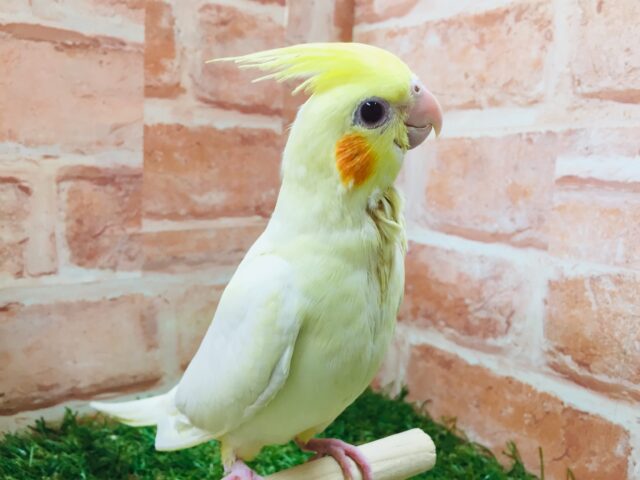 ②💛💛オカメインコ(ルチノー)💛💛 オカメインコ