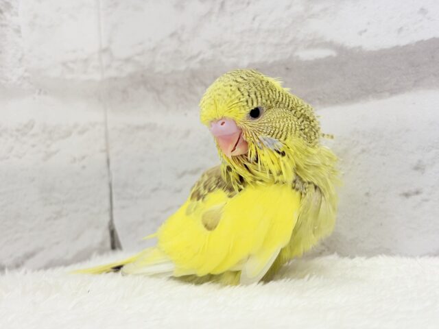 ジャンボセキセイインコ