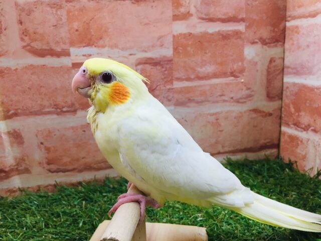 ②💛💛オカメインコ(ルチノー)💛💛 オカメインコ