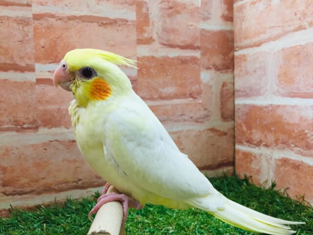 ②💛💛オカメインコ(ルチノー)💛💛 オカメインコ